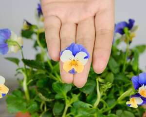 角堇的花期