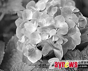 八仙花保养护理技术(图)