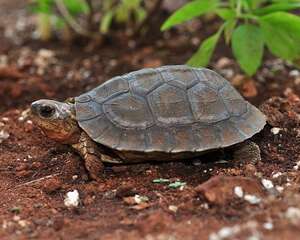 犁沟木纹龟简介