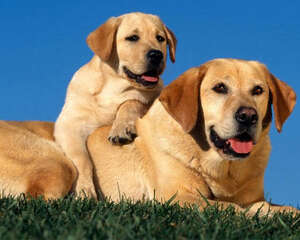 狗狗为什么会日渐消瘦