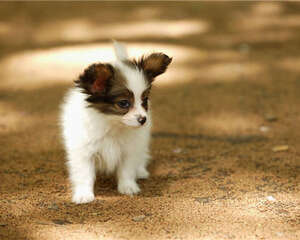 狗狗保健用品的选购要点