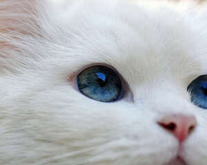 神秘猫咪大揭秘，正确饲养破除迷信