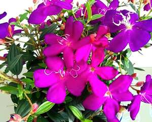 这5种花真稀罕，叶子越晒越红彤彤，一盆能开20朵！