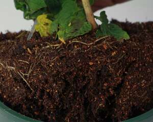 番茄的病虫害防治