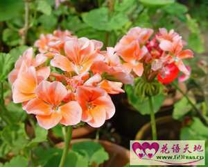 深色天竺葵的花语：悲哀、忧愁