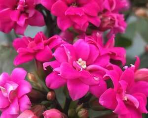 这花到底啥魅力？花比硬币还小，邻居竟养了30盆！