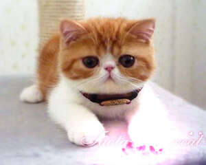 猫咪肚子为什么会发出呜呜声
