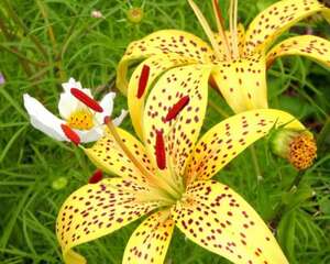 百合花的花语