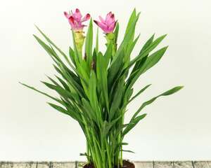 姜荷花怎么养，会一直开花吗