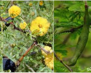 金合欢属品种介绍