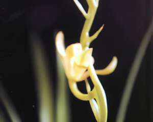 蜻蜓戏梅