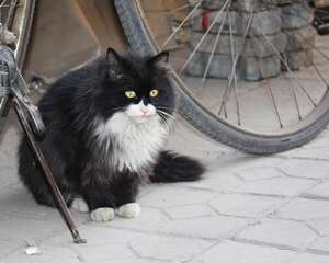 如何正确的饲养流浪猫
