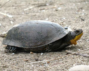 维生素对宠物龟的重要性