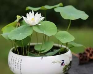 1个茶杯就能养，天热疯狂开花，香气飘满全家！