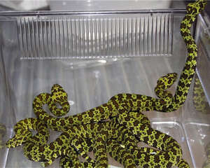 莽山烙铁头蛇的栖息环境