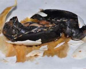 龟也有双胞胎吗？