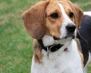 比格犬不同年龄所需营养不同