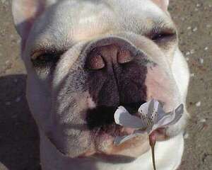 狗狗健康威胁的六个警报