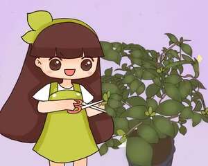 茶花冒花苞，赶紧剪一半，不然一年没花看！