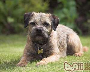 狂犬病的狗能活多久？