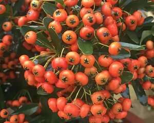 这花结满红果子，比花好看100倍，越养越上瘾！