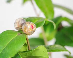 茶花品种大全