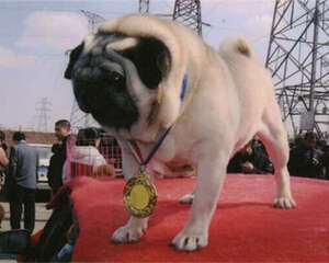 狗狗发生意外的几种急救方法