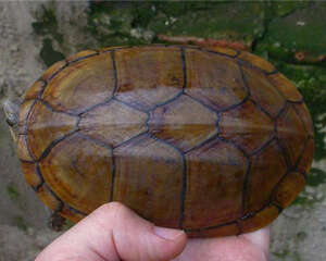 瓦哈卡泥龟的外观特征
