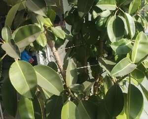 这3种树，每月砍1刀，立马疯狂冒新芽，戳屋顶不是事！