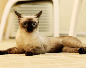 去除猫癣的方法总结