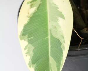 橡皮树长太高怎么办