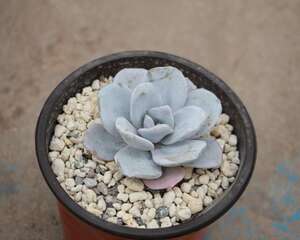 多肉植物雪莲播种常见问题