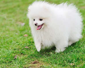 不要随便呼唤狗狗的名字