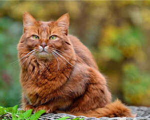 猫咪常见的内寄生虫病之弓形虫病