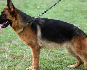 德国牧羊犬容不容易接近