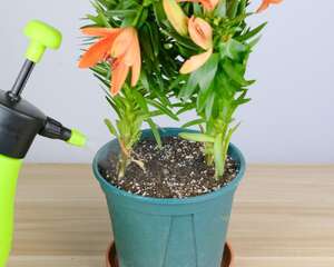 百合花叶子蔫了怎么办