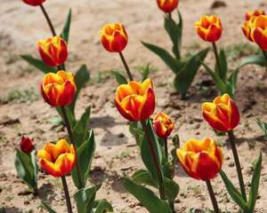 郁金香水培方法和注意事项