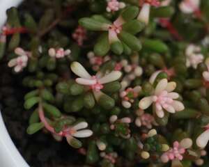 虹之玉徒长怎么办