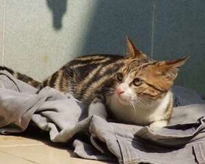 为什么有的流浪猫不亲人