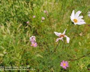 波斯菊常见病害及防治方法