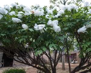 90岁老奶奶，30年养出牡丹树王，比房顶还高！