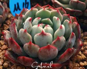 Gabriel大叔评多肉植物届“闷骚”品种top10，养过一半以上算你闷。。。sao