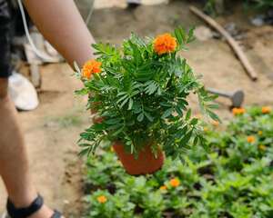 万寿菊种植方法