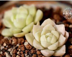 在变幻的生命里，岁月原是最好的美容师