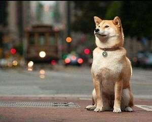 为什么我家的柴犬不会笑？