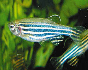 鱼类病毒性疾病的防治