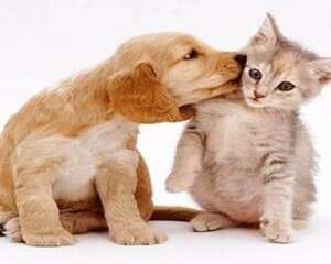 狗狗和猫咪怎么和谐相处 狗和猫友好相处的五大技巧