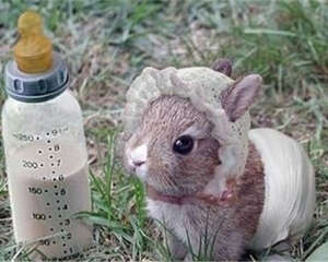 兔子眼球受伤也会导致流泪