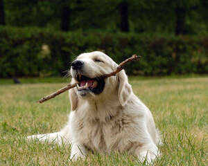 狗狗一直要跟主人玩怎么办