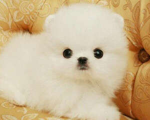 如何给狗狗洗耳